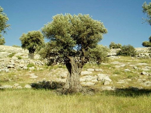 Pohon Zaitun di Tanah Arab